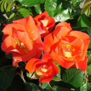 TANGERINE TANGO (climber)